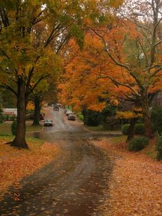 cars parked on the side of a road surrounded by trees with yellow and orange leaves