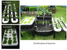 various stages of growing broccoli from seed to sprout in trays