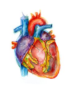 a watercolor drawing of a human heart