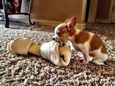 a small brown and white dog playing with a toy