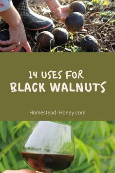 Black Walnut Benefits, Black Walnuts Recipes, Medicinal Wild Plants, Juglans Nigra, Walnut Uses, Wild Food Foraging, Foraging Recipes, Medicinal Herbs Garden