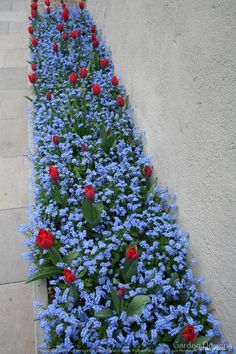 blue and red flowers line the side of a building