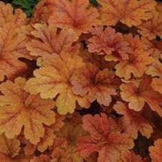 some very pretty orange and yellow leaves