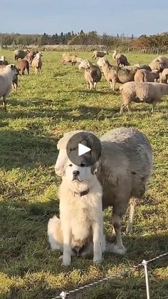 a dog is sitting in front of a herd of sheep on the grass and looking at the camera