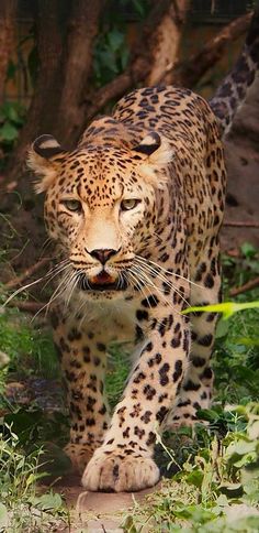 a large leopard walking across a lush green field