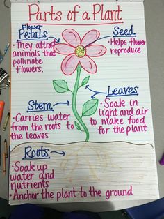 the parts of a plant on a piece of paper