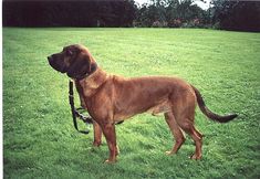 a large brown dog standing on top of a lush green field next to a leash