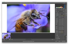 a bee sitting on top of a purple flower next to a blue and yellow flower