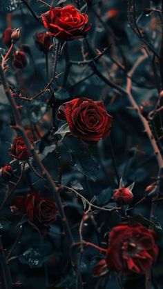 some red roses are growing in the dark