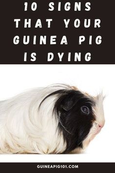 a guinea pig with the caption'10 signs that your guinea pig is dying '