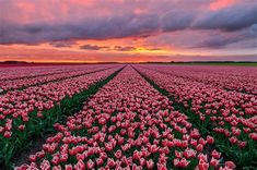 a field full of pink tulips under a cloudy sky