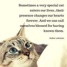 a cat with blue eyes looking up at something in the distance that says, sometimes a very special cat enters our lives their presence changes our hearts forever