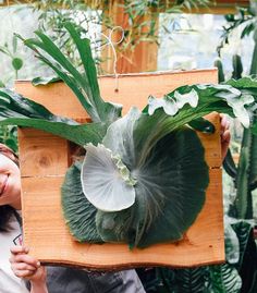 a woman holding up a large leafy plant in front of a wooden board with plants on it