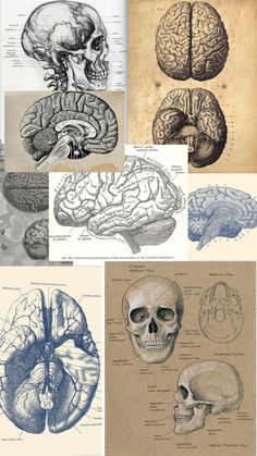 the human brain is shown in several different sections, including one with an occipitus