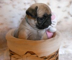 a small pug puppy sitting in a basket with a stuffed animal on it's back