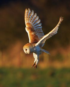 an owl flying in the air with its wings spread