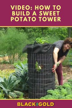 a woman in black shirt and red pants tending to green plants with text overlay reading video how to build a sweet potato tower