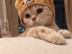 a cat wearing a costume on top of a bed