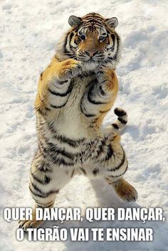 a tiger standing on its hind legs in the snow with it's front paws up