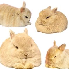 four different images of rabbits laying on the ground and one has its eyes closed to the camera