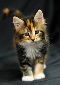 a small kitten sitting on top of a black surface