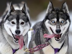 two husky dogs with blue eyes and pink leashes