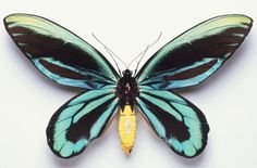 a blue and yellow butterfly on a white background