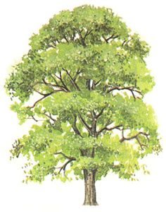 a drawing of a tree with green leaves