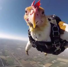 an image of a bird that is in the air with a harness on it's back