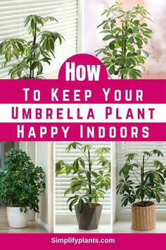 how to keep your umbrella plant happy indoors