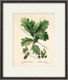 "Botanical print set oak leaf art print French Botanical art print Cottage wall art leaf wall art oak tree art botanical wall art leaf print Gorgeous botanical illustration by Pierre-Joseph Redoute (1759-1840) who was the official court artist to Queen Marie Antoinette. It comes from the French book published in the 1800's. This print is digitally enhanced with some odd blemishes left to enhance it's antique look. ---------------------------------------------------------------------------------- Oak Leaf Art, Oak Tree Art, Botanical Artists, Cottage Wall Art, Art Deco Illustrations, Antique Wall Art, Art Nouveau Poster, Leaves Art, Botanical Print Set