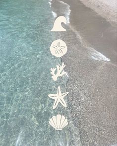 there are five different sea shells on the beach and one starfish is in the water