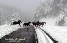 horses are running across the snow covered road