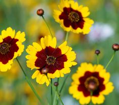 some yellow and red flowers are in the grass