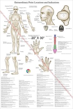 "Extraordinary Acupuncture Points Poster 20\" X 30\" & 24\" X 36\" Custom designed acupuncture poster. Printed on HP satin finish paper. Available laminated. Extraordinary points are non-meridian points not located within the 12 main meridians. This poster contains 64 extraordinary points with point location and indications for each point. Needling technique listed for most points. Easy to use chart, helpful when conditions are just not responding to treatment of the main meridian points. 64 Poi Medication Chart Printable, Acupuncture Points Chart, Pressure Point Therapy, Meridian Points, Chart Paper, Medical Words, Anatomy Bones, Point Acupuncture, Yoga Facts