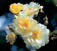 three yellow roses are blooming in the sun on a sunny day with blue sky and green leaves