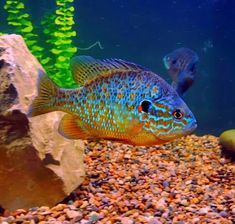 a blue and yellow fish in an aquarium with rocks, gravel and plants around it