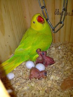 a green bird sitting on top of a cage filled with eggs and small birds next to it