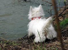 a small white dog standing next to a body of water