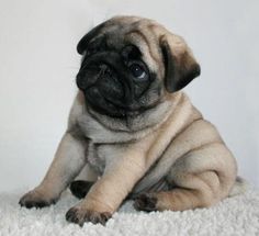 a small pug dog sitting on top of a white carpet next to a wall