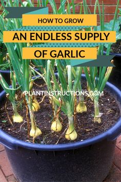 an endless supply of garlic growing in a pot with text overlay that reads how to grow an endless supply of garlic