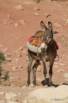 a donkey tied to a rock with a saddle on it's back in the desert