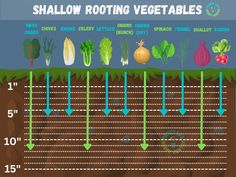 the diagram shows how shallow rooting vegetables are