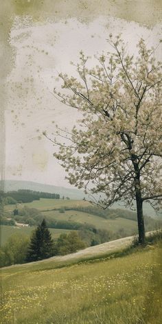 a lone tree in the middle of a grassy field