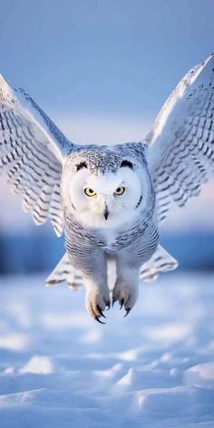 an owl flying through the air with its wings spread