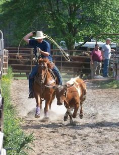 a man riding on the back of a brown horse next to a white and black cow