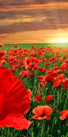 a field full of red flowers with the sun shining in the sky behind it and some green grass