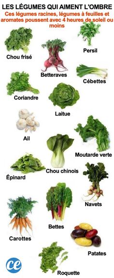 an image of vegetables that are labeled in english