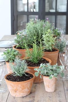 there are many potted plants on the table with wine glasses in front of them