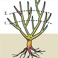 an image of a tree with roots labeled in the top right hand corner and bottom left